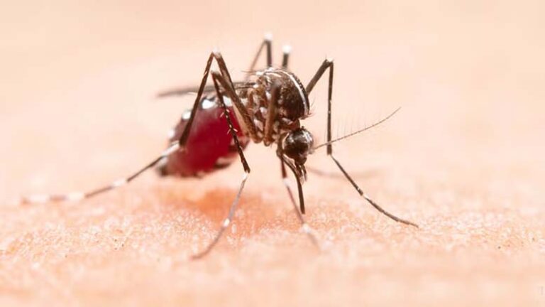 Dengue